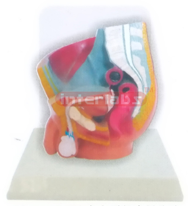 DESK-TYPE MALE HEALTH URINARY PELVIS MODEL WITH DESCRIPTION PLATE